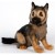 German Shepherd Pup 41cmH Plush Soft Toy
