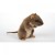 Mouse 29cmL Plush Soft Toy