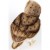 Barn Owl Movable Head 27cmH Plush Soft Toy